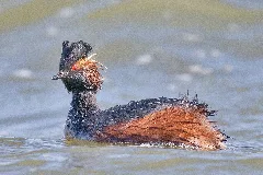 Black Necked Grebe Schwarzhalstaucher