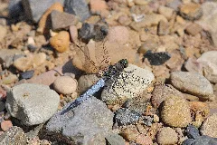 Black Tailed Skimmer 2