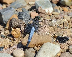 Black Tailed Skimmer