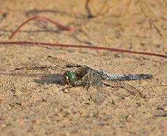 Black Tailed Skimmer