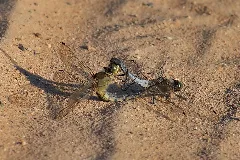 Black Tailed Skimmer Mating