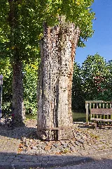 Blasek Eiche Am Kloster Wienhausen Img 2100
