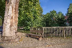 Blasek Eiche Am Kloster Wienhausen Img 2102