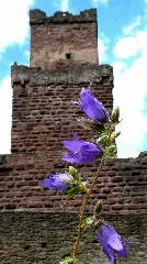 Blaue Blume An Der Freudenburg