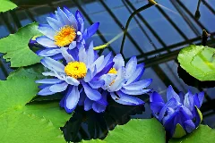 Blaue Seerosen (Nymphaea Gigantea)