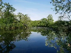 Blaues Loch Im Nsg Taubergießen