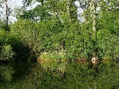 Blaues Loch Im Nsg Taubergießen, Blick Von Brücke Nach N O