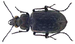 Blethisa Multipunctata (Linné, 1758) (3287498757)