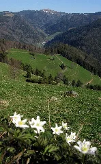 Blick Vom Schauinsland Zum Feldberg Mit Buschwindröschen Im Vordergrund