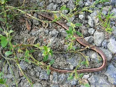 Blindschleiche Mit Aalstrich