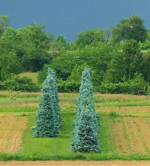 Blue Spruce Panoramio