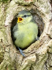 Blue Tit Fledgling 20052009