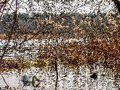 Blumbergermuehlenteich2