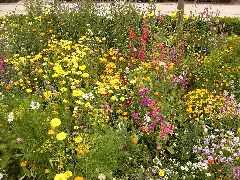 Blumen Auf Der Landesgartenschau Hemer 2010
