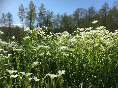 Blumen Im Hochtaunus