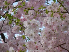 Blumen In Weidenau Siegen Panoramio (1)
