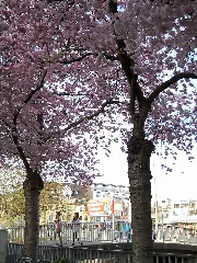 Blumen In Weidenau Siegen Panoramio (2)