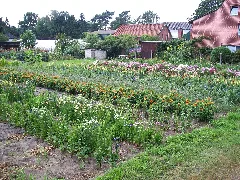 Blumenfeld Panoramio