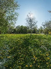 Blumenwiese Am Kirchenanger In Lochham