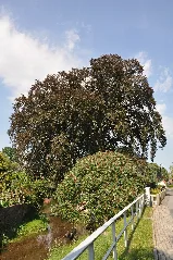 Blutbuche Niedere Hauptstraße 35