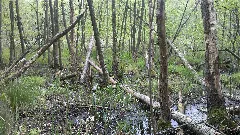Böhmerheide Papensee