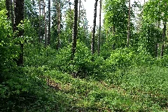 Boitzenburger Tiergarten Und Strom 2021 05 29 05