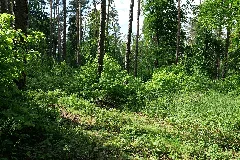 Boitzenburger Tiergarten Und Strom 2021 05 29 06