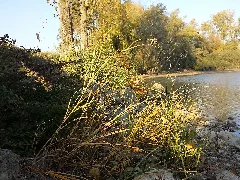 Bolboschoenus Planiculmis Sl39