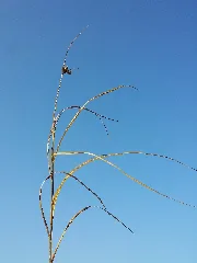 Bolboschoenus Planiculmis Sl40