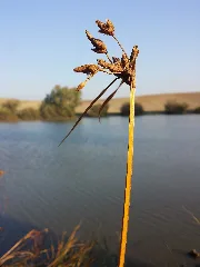 Bolboschoenus Planiculmis Sl41