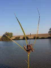 Bolboschoenus Planiculmis Sl42