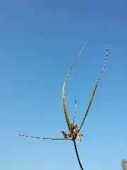 Bolboschoenus Planiculmis Sl43