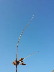 Bolboschoenus Planiculmis Sl44