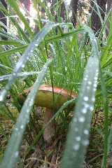 Boletus Badius Imag3092