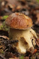 Boletus Reticulatus (27473289563)