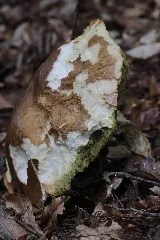 Boletus Reticulatus (27473724394)