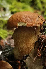 Boletus Reticulatus (27484276973)