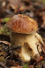Boletus Reticulatus (27484655394)