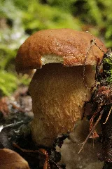 Boletus Reticulatus (27484705314)