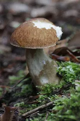 Boletus Reticulatus (27807478470)