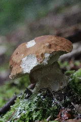 Boletus Reticulatus (27807479640)
