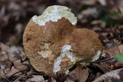 Boletus Reticulatus (28053908426)