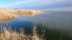 Borner Holm 9