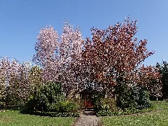 Botanischer Garten Christiansberg 2022 04 23 7162