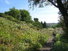 Botanischer Garten Der Universität Würzburg Img 6847