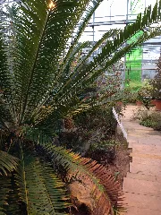 Botanischer Garten Düsseldorf Südafrika 2