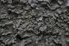 Bottrop 01.05.2017 Lichen (33750821824)