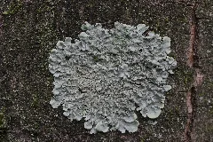 Bottrop 01.05.2017 Lichen (34546689676)