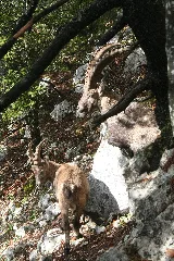 Bouquetins Au Creux Du Van Img 19579