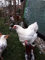 Brahma Henne